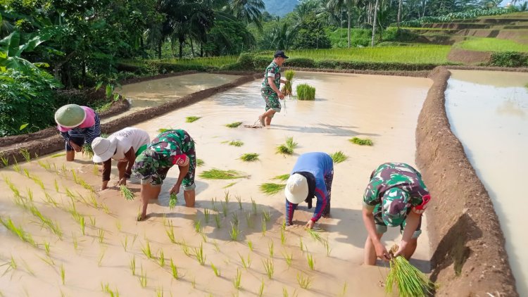 Babinsa gotong royong Tanam Padi Bersama Kelompok Tani Larasati
