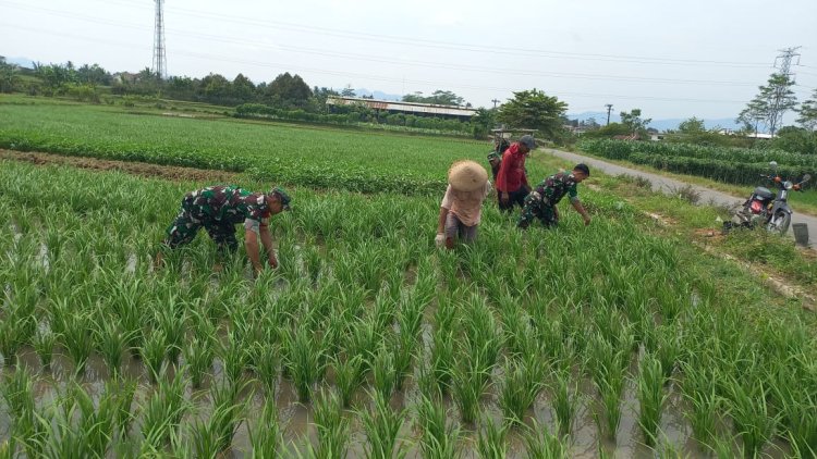 Babinsa Koramil 15 Rakit Bersama Petani Bersihkan Gulma untuk Dukung Ketahanan Pangan