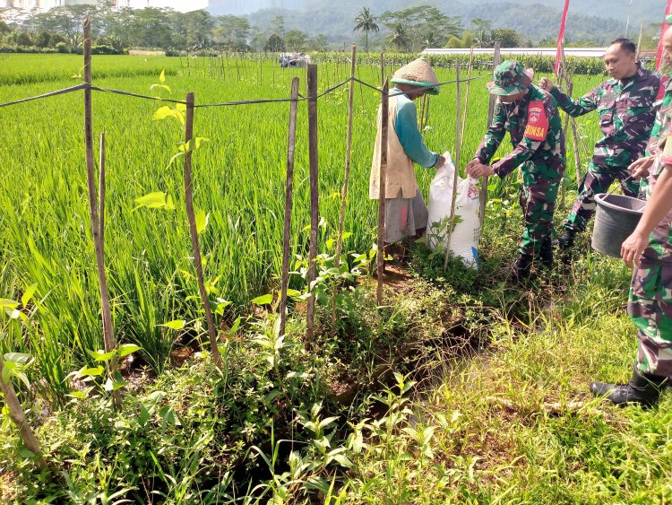 Babinsa bersama Petani melaksanakan Pemupukan Padi