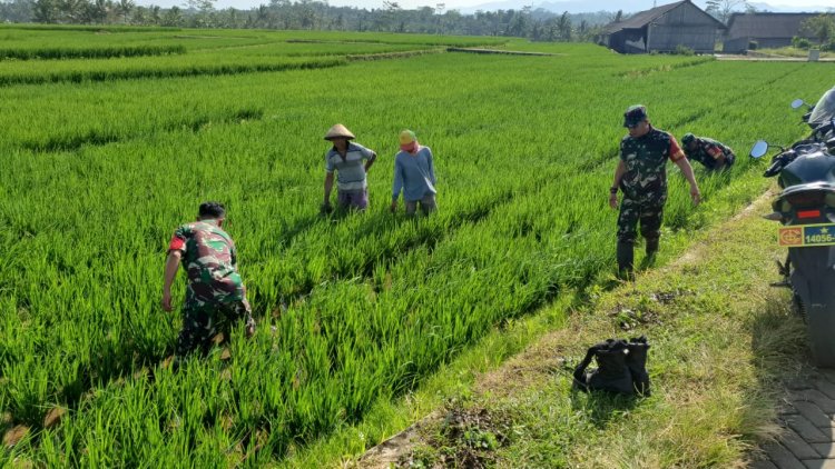 Koramil 08 Purwanegara Penyiangan Tanaman Padi