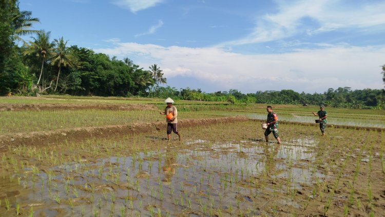 Babinsa Koramil 09 Susukan Dampingi Petani dalam Pemupukan Padi
