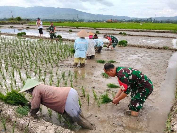 Babinsa Koramil 13 Banjarmangu Laksanakan Tanam Padi Bersama Poktan Sidamulya