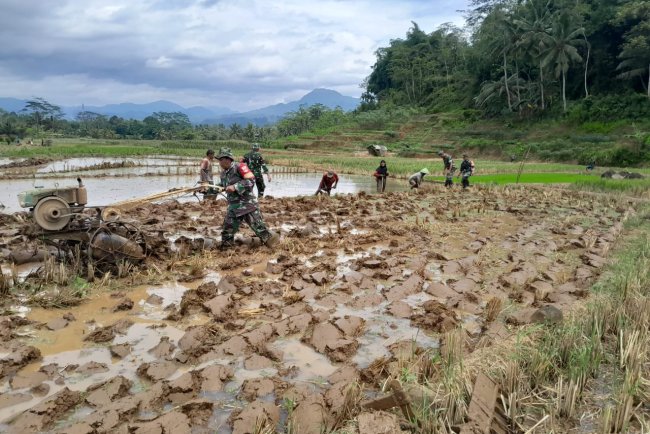 Dukung Ketahanan Pangan Nasional Danramil dan Anggota Koramil 01 Banjarnegara Bantu Petani Membajak Sawah