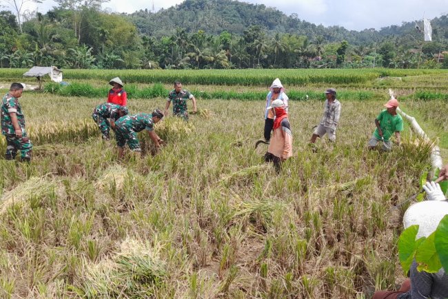 Anggota Koramil Dampingi Proses Panen Padi Warga