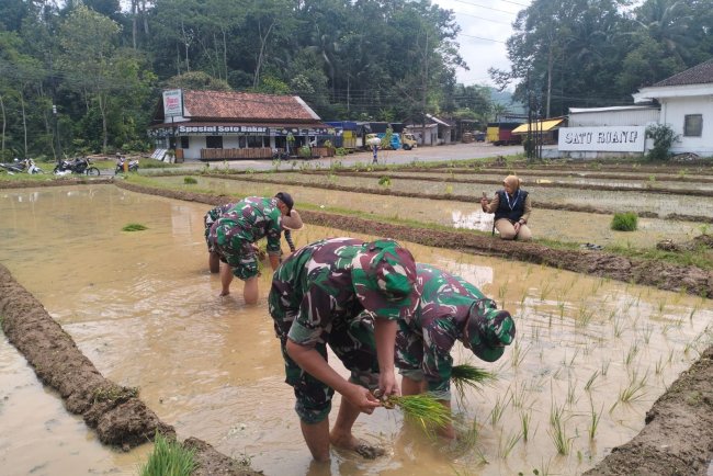 Koramil 12 Sigaluh Bantu Petani Tanam Padi