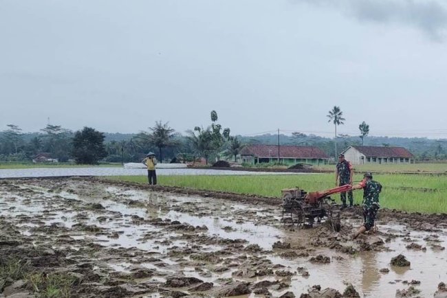 Koramil 15 Rakit Bersama Kelompok Tani Gotong Royong Olah Lahan Pertanian