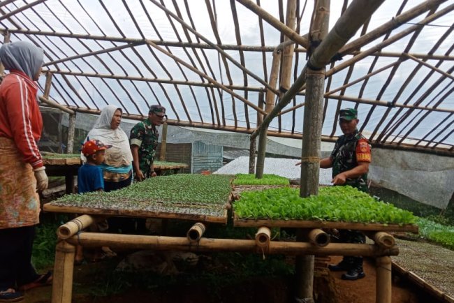 Babinsa Melaksanakan Penyemaian Bibit Sayuran Bersama Kelompok Wanita Tani Desa Ambal