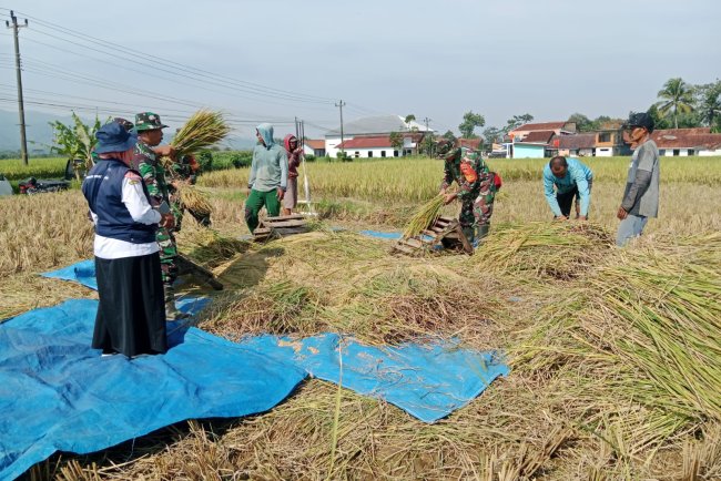 Kebersamaan di Sawah Danramil Madukara Panen Padi Bersama Petani