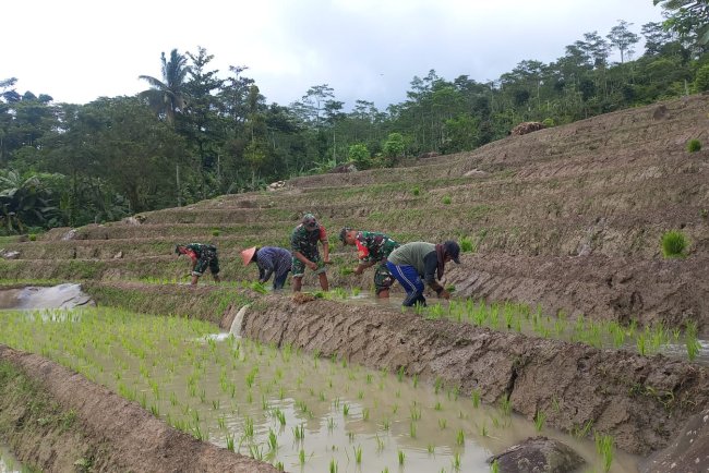 Babinsa Bersama Dengan PPL Karangkobar Melaksanakan Tanama Padi