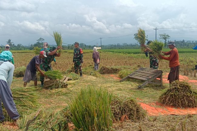 Kelompok Tani Krida Panen Padi Bersama Danramil 08 Purwanegara