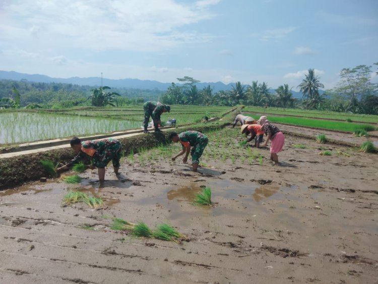 Koramil 15 Rakit bersama sama Poktan dan petani tanam padi serentak
