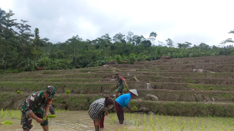 Peduli Ketahanan Pangan Danramil 17 Wanayasa Turun ke Sawah Bersama Petani