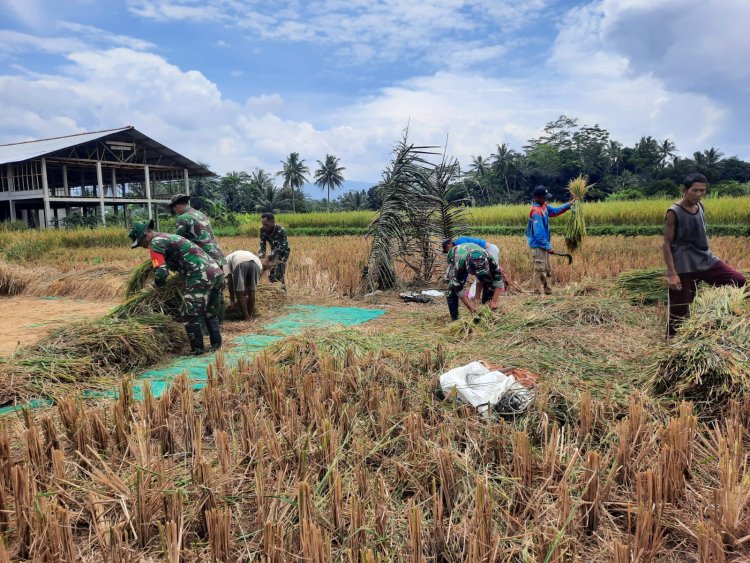 Koramil 03 Wanadadi Panen Padi Bersama Poktan Margo Tani 2 di Desa Kandangwangi