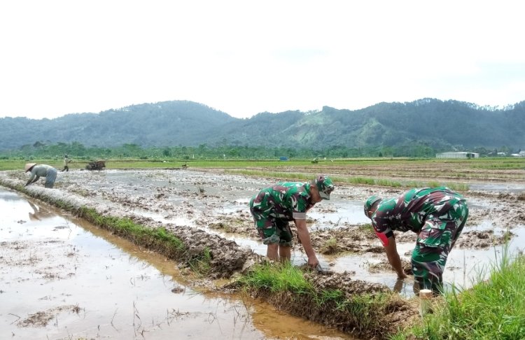 Sukseskan Swasembada Pangan Danramil 06 Kalibening Turun Langsung ke Sawah Bantu Petani