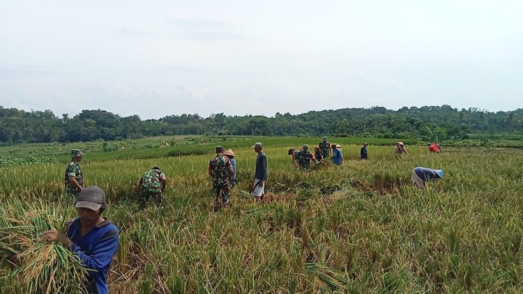 Koramil 09 Susukan Bantu Petani Panen Padi Bersama Poktan Tanjung Rejo di Desa Derik