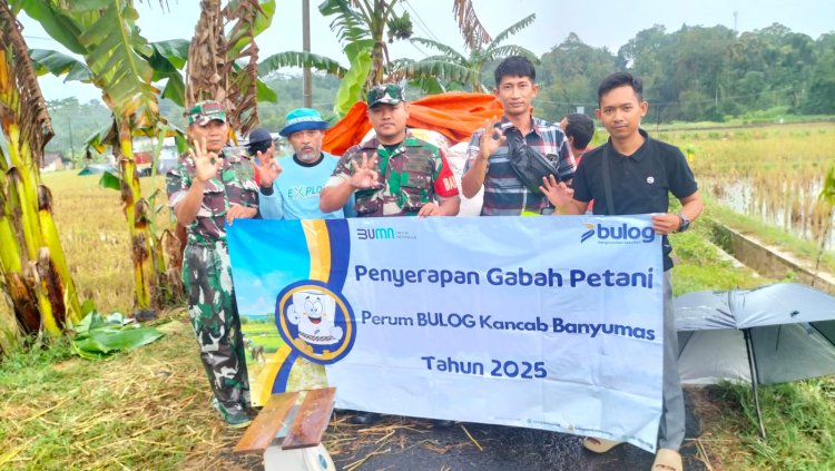 Babinsa Dampingi Serap Gabah BULOG di Desa Sidarata     