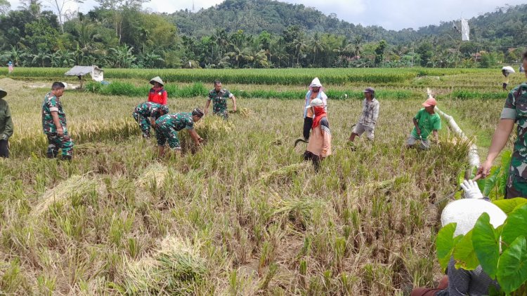 Anggota Koramil Dampingi Proses Panen Padi Warga