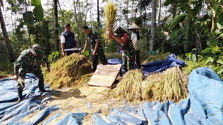 DANRAMIL MEMBANTU PETANI PANEN RAYA DENGAN POKTAN WARGA BINAAN