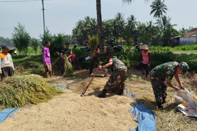 Babinsa Koramil 09 Susukan Bantu Petani Panen Padi di Desa Gumelem Kulon