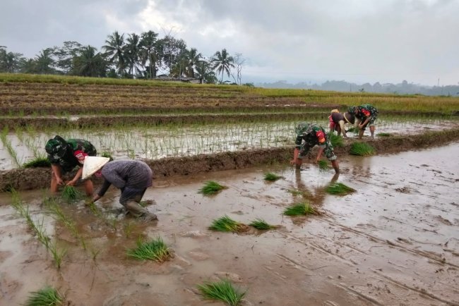 Tingkatkan Ketahanan Pangan Babinsa Membantu Petani Tanam Padi Di Desa Binaan