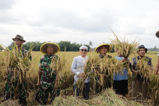 Turun ke Sawah Dandim Banjarnegara Tinjau Langsung Panen dan Serapan Gabah Petani