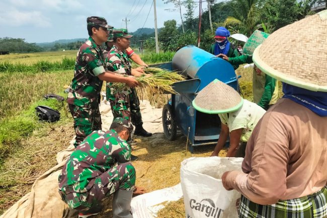 TNI dan Petani Bersatu di Sawah Danramil dan Babinsa Punggelan Dampingi Panen Padi