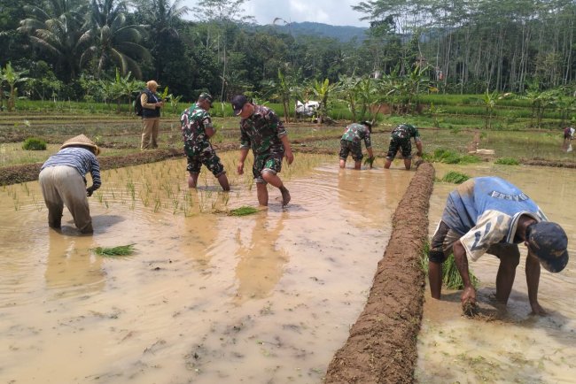 Koramil 12 Sigaluh Sukseskan Ketahanan Pangan Bersatu Bantu Petani Tanam Padi