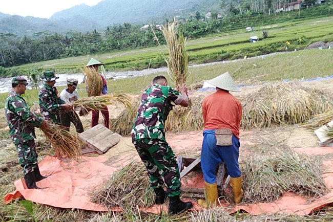 Wujudkan Kebersamaan Babinsa Koramil Banjarmangu Bantu Petani Panen Padi di Sawah