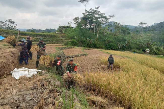 Panen Padi Jadi Momen Silaturahmi TNI dan Petani Pasca Lebaran