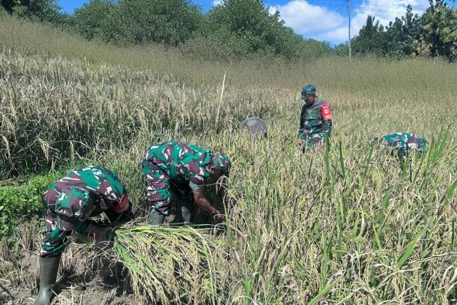 Babinsa Koramil 18 Pagentan Bantu Petani Panen Padi