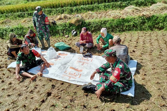 Babinsa Koramil 04/Karangkobar Jalin Komsos Dengan Para Petani Padi Di Wilayah Binaan