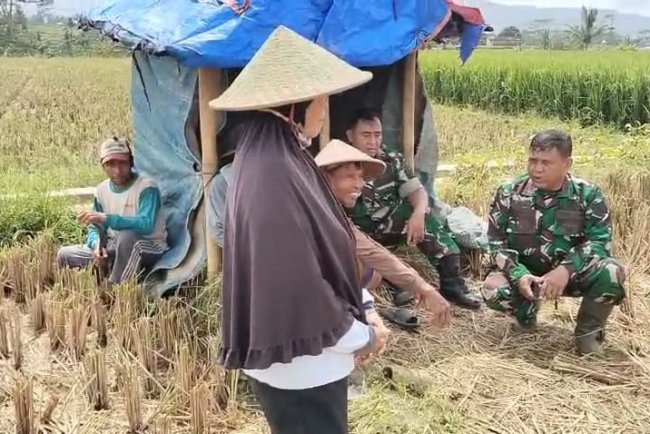 Danramil 08 Purwanegara dan Babinsa  Bantu Sukseskan Program Hanpangan dengan membantu Petani Panen Padi