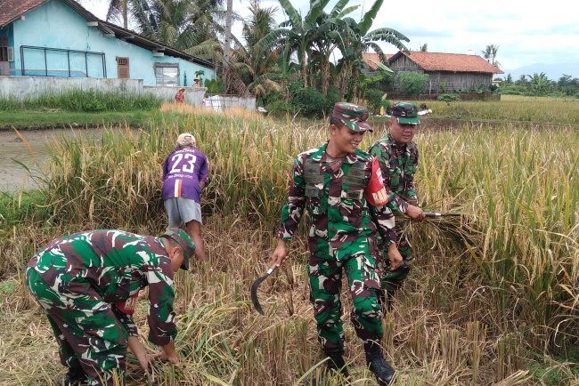 Koramil Bersama  masyarakat Panen Raya