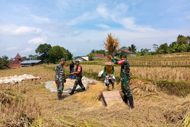 Babinsa Bantu Petani Panen Padi di Desa Nagasari