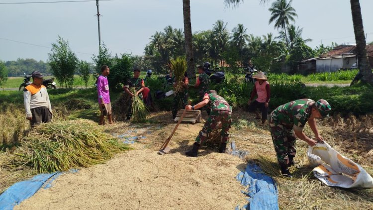 Babinsa Koramil 09 Susukan Bantu Petani Panen Padi di Desa Gumelem Kulon