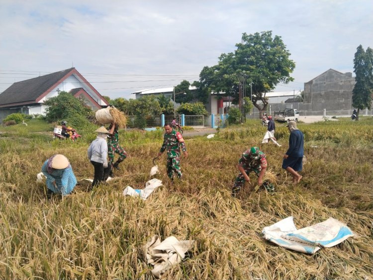 Babinsa Turun ke Sawah Bantu Petani Panen Padi untuk Dukung Swasembada Pangan