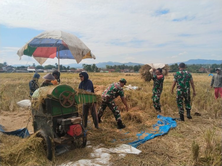 Semangat Panen di Tengah Kemarau Babinsa dan Petani Berpacu Wujudkan Swasembada Pangan