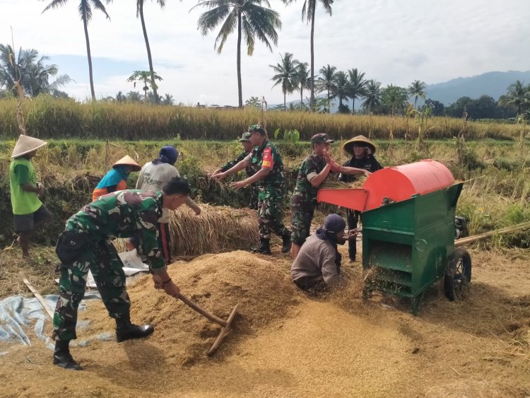 Babinsa Turun ke Sawah Panen Padi Bersama Petani di Susukan