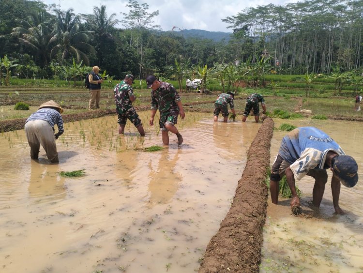 Koramil 12 Sigaluh Sukseskan Ketahanan Pangan Bersatu Bantu Petani Tanam Padi