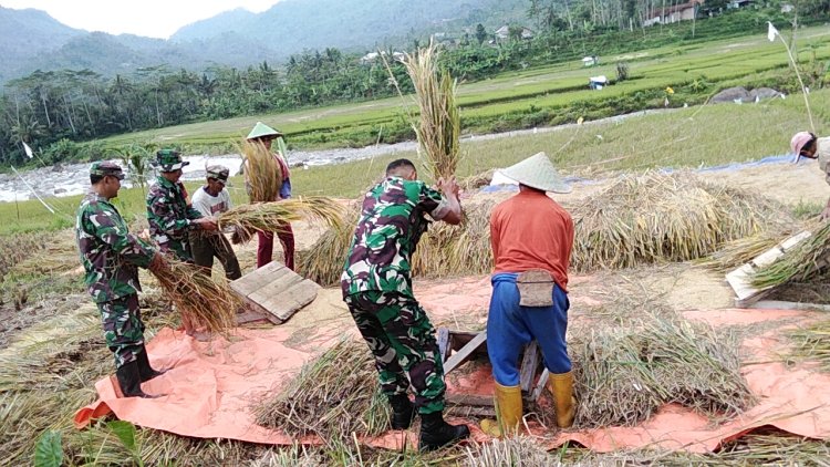Wujudkan Kebersamaan Babinsa Koramil Banjarmangu Bantu Petani Panen Padi di Sawah