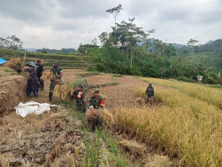 Panen Padi Jadi Momen Silaturahmi TNI dan Petani Pasca Lebaran