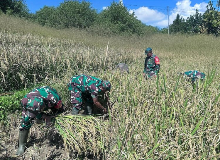 Babinsa Koramil 18 Pagentan Bantu Petani Panen Padi