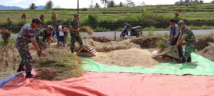 Sukseskan Ketahanan Pangan Anggota Koramil 01 Banjarnegara Bantu Petani Panen Padi