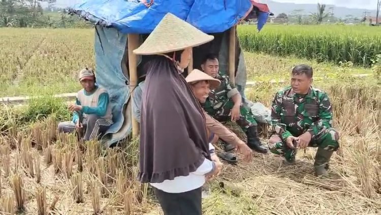 Danramil 08 Purwanegara dan Babinsa  Bantu Sukseskan Program Hanpangan dengan membantu Petani Panen Padi