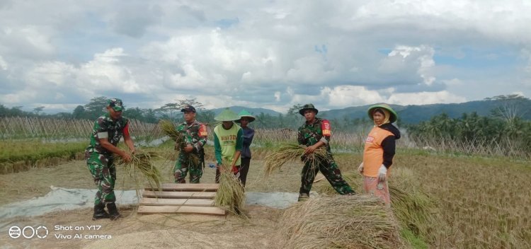 Babinsa Koramil 10 Bawang Bantu Petani Panen Padi di Desa Masaran