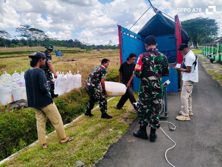 Koramil  Sigaluh Bantu Penyerapan Gabah Petani Oleh Bulog Banjarnegara