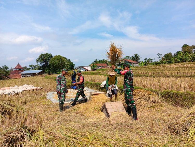 Babinsa Bantu Petani Panen Padi di Desa Nagasari