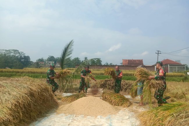 Mendukung Swasembada Pangan Nasional Anggota Koramil 01 Banjarnegara Bantu Petani Panen Padi