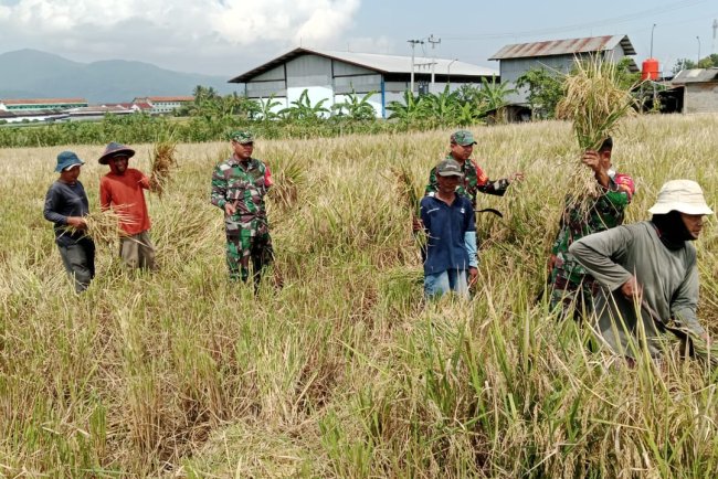 KORAMIL  02 KLAMPOK  MENDAMPINGI PETANI MELAKUKAN PEMANENAN PADI