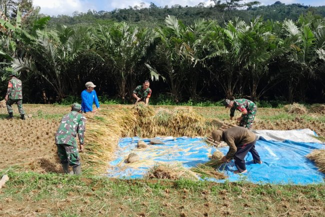 Bentuk Dukungan Babinsa Koramil 04Karangkobar Bantu Petani Panen Padi Sukseskan Swasembada Pangan